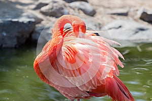 Chilian flamingo on pond nature background.