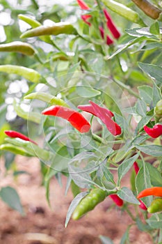 Chilii peppers on tree