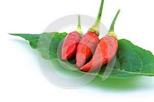 Chilis on leaves on a white background.