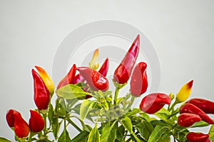 Chilis at a plant