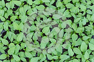 Chilis plant in nursery house