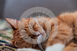 Chill in the afternoon. Ginger fluffy cat with big whiskers sleeping on the sofa