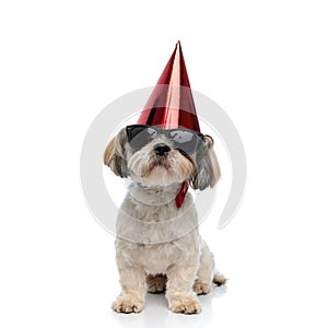 Chill Shih Tzu puppy wearing bowtie, sunglasses and party hat