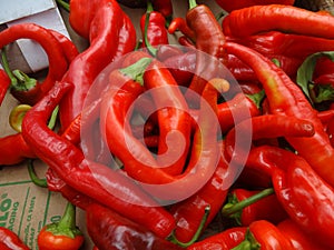 Chille pepper Hot Portugal, Capsicum annuum longum