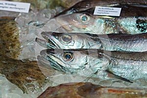 Chilled fish