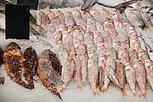 Chilled fish on ice at hypermarket. Red scorpionfish and red mullet fish