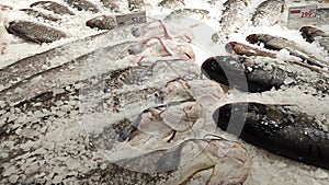 Chilled fresh fish with ice is lying on the counter of the supermarket. Motion camera.