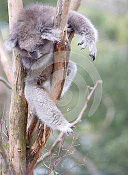 Chilled out Koala bear