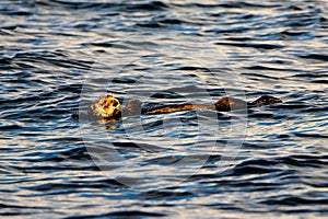 Chilled out sea otter