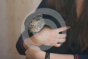 Chilled pitiable street cat being kept by female hands. Pet care and compassion concept