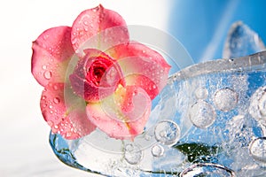 Chilled rose in img