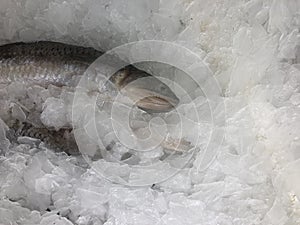 Chilled toothy fish at the market counter