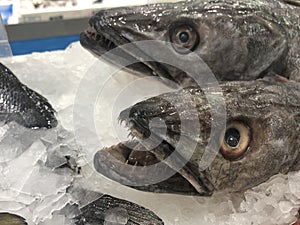 Chilled toothy fish at the market counter
