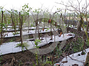 chilli Capsicum frutescens organics plants