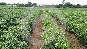 Chilli farming