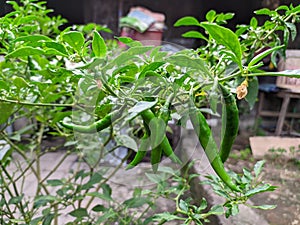 Chilli green hots