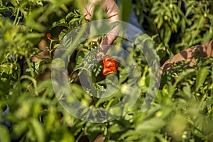 Chilli hand cultive farmer