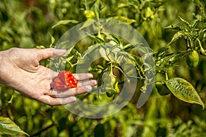 Chilli hand cultive farmer photo