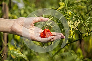 Chilli hand cultive farmer photo