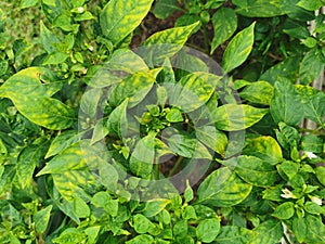 Chilli leaves chlorosis and yellowing