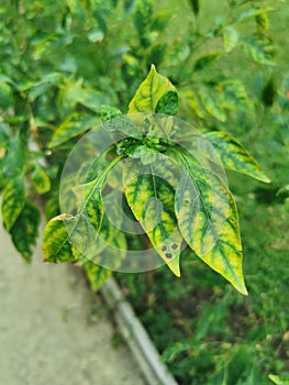 Chilli leaves chlorosis and yellowing