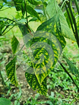 Chilli leaves chlorosis and yellowing