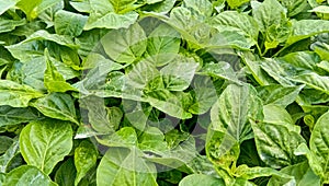 Chilli leaves with green color