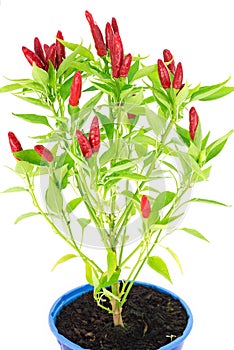 Chilli Look at the Sky