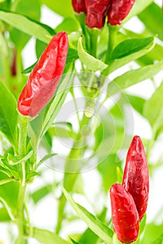 Chilli Look at the Sky