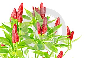 Chilli Look at the Sky