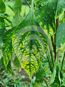 Chilli minor and trace element defficiency