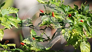 Chilli Padi or Bird`s Eye Chilli or Bird Chilli