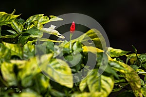 Chilli Padi or Bird\'s Eye Chilli