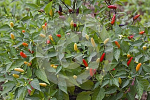 Chilli Pepper Bush