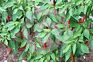 Chilli pepper bush