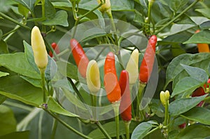 Chilli Pepper Bush