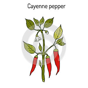 Chilli pepper Capsicum annuum