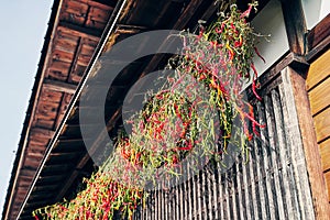 Chilli Pepper Hung Dry Air Dry in Traditional Japanese House