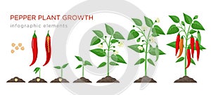 Chilli pepper plant growth stages infographic elements in flat design. Planting process of chili from seeds sprout to