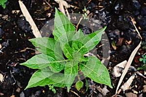 Chilli or pepper seedling