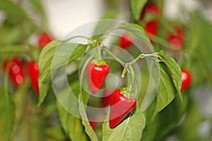 Chilli pepper tree