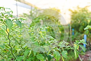 Chilli peppers growing in the garden, chilli plant tree plantation  organic farm in greenhouse