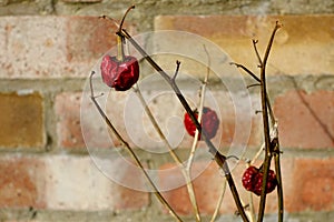 Chilli peppers shrivelled and withering on a plant, almost dead, with no leaves, in sunshine against a brick wall