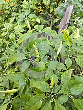 Chilli peppers on tree in the garden