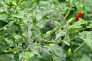 Chilli peppers on a tree
