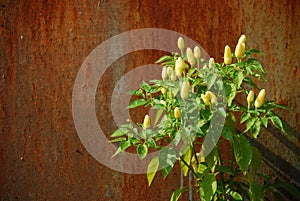 Chilli Plant Against Rusted Metal Door