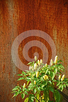 Chilli Plant Against Rusted Metal Door