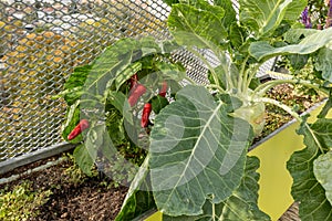 Chilli plant with bright red fruits and very large turnip cabbage (Brassica oleracea gongylodes) on a roof terrace