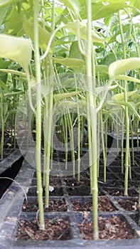 Chilli Plant Nursery Photo India .