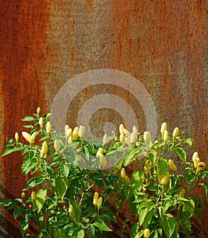 Chilli Plants Against Rusted Metal Door